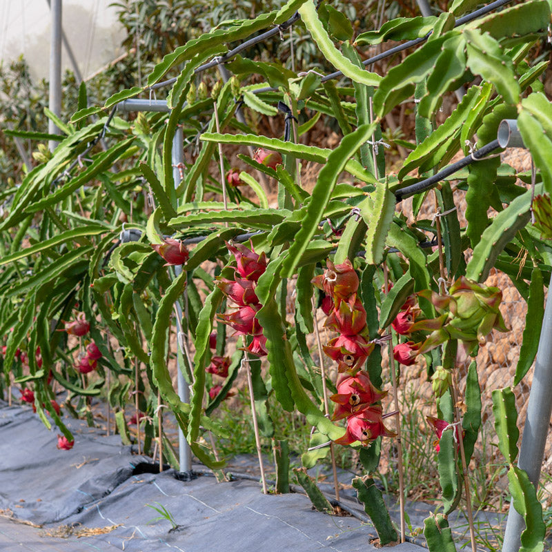 Pitahaya (2 ud.)