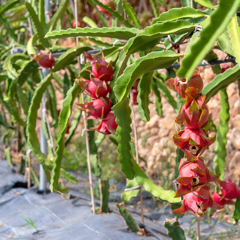 Pitahaya (2 ud.)