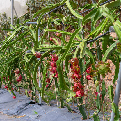 Pitahaya (2 ud.)