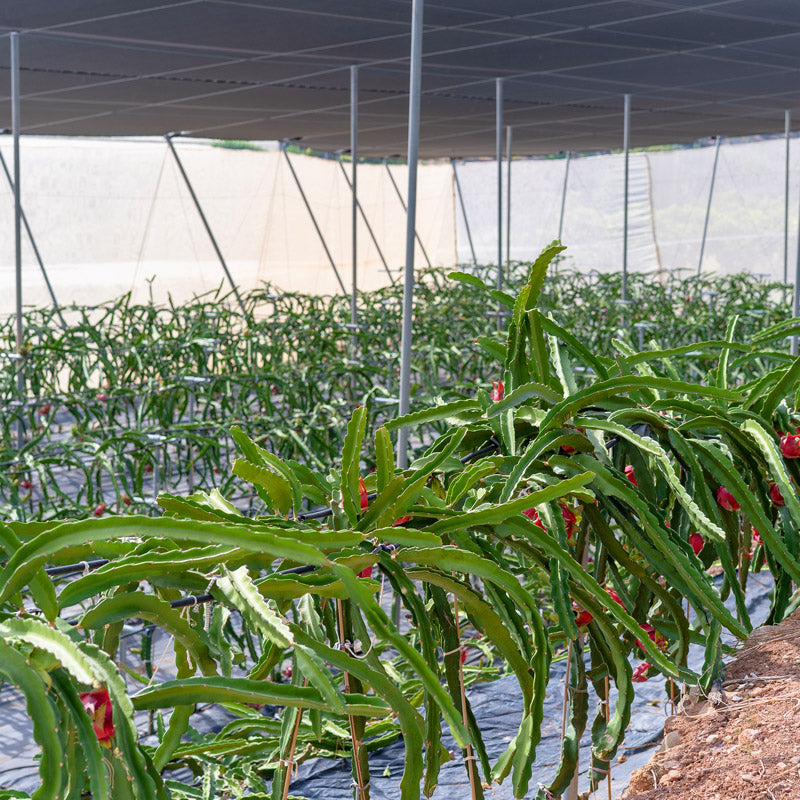 Pitahaya (2 ud.)